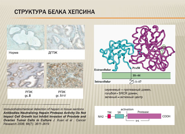 Структуоа белка хепсина
