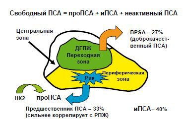 Формы свободного ПСА